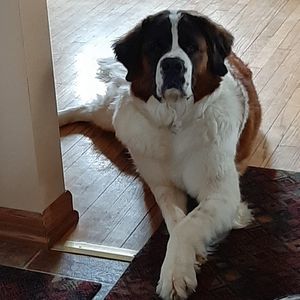 Meet your Posher, Bobbi